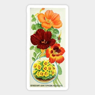 Nasturtiums of 1906 Sticker